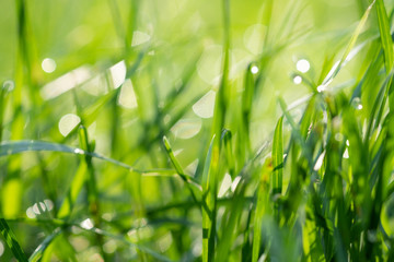 Fresh morning dew on spring grass