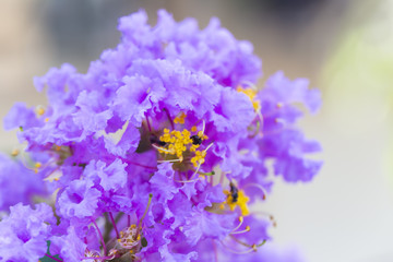 Plakat Purple crape myrtle flower ( lagerstroemia ) with yellow pollen