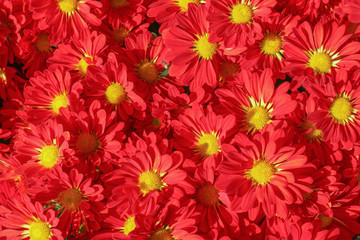 Red daisy flowers on sunny day.