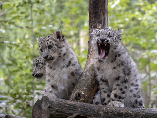 Snow leopard, Uncia uncia, three chicks