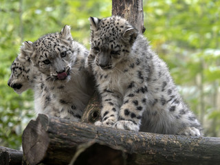 Snow leopard, Uncia uncia, three chicks