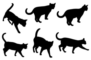 Set of different cats isolated on white