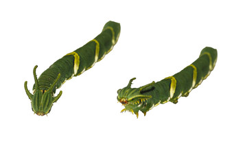 Isolated caterpillar of common nawab butterfly ( Polyura athamas ) in 5th stage on white