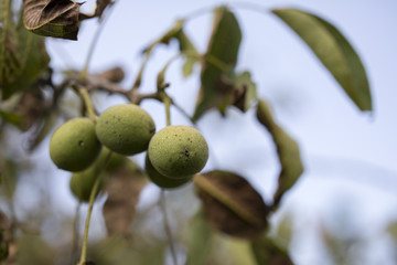 Unripe, green walnuts on nut tree branch with leaves