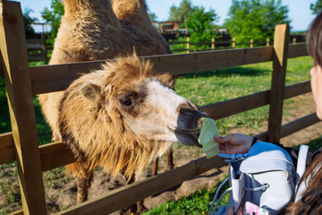 camel. feeding animal. weekend in zoo