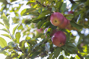 Colorful outdoor shot containing a bunch of red apples on a branch ready to be harvested