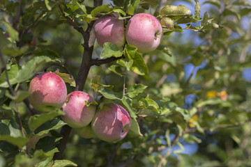 Colorful outdoor shot containing a bunch of red apples on a branch ready to be harvested