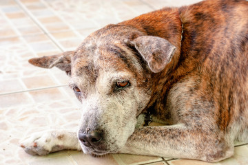 Old dog lying on the floor for animal and pet concept