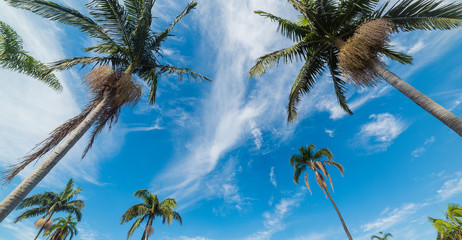 Palm trees under a blue sky in Santa Barbara