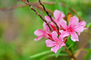 Pink Nerium oleander with rain drops blooming in the garden for nature and flower concept