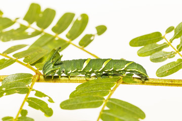 Caterpillar of common nawab butterfly ( Polyura athamas ) in 5th stage walking on host plant leaf