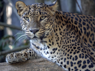Sri Lanka Leopard, Panthera pardus kotiya, lies on the tree