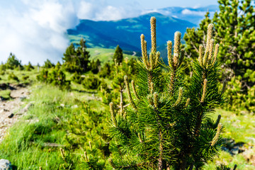 Fototapeta premium Pine tree branches closeup.