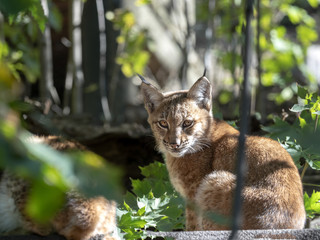 Fototapeta premium Ryś skandynawski, Lynx lynx lynx, portret młodego