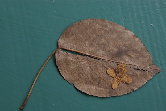 feuille