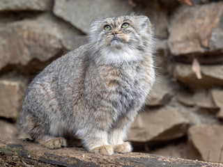 Pallas' cat, Otocolobus manul, one of the most beautiful cats