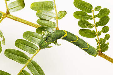 Caterpillar of common nawab butterfly ( Polyura athamas ) in 5th stage walking on host plant leaf