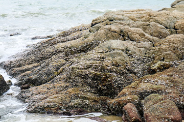 reef is a group of rocks or coral or a ridge of sand at near water surface