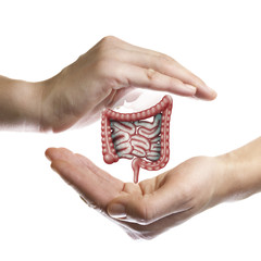 A human bowel between two palms of a woman on white isolated background. The concept of a healthy...