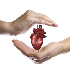 A human heart between two palms of a woman on white isolated background. The concept of a healthy...