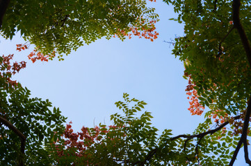 Top view with tree branch and blue sky