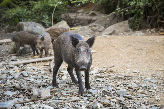 horizontal image of wild pig with front view looking at the photographer