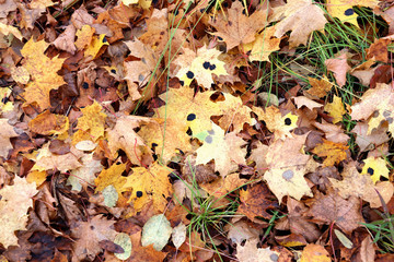 maple leaf