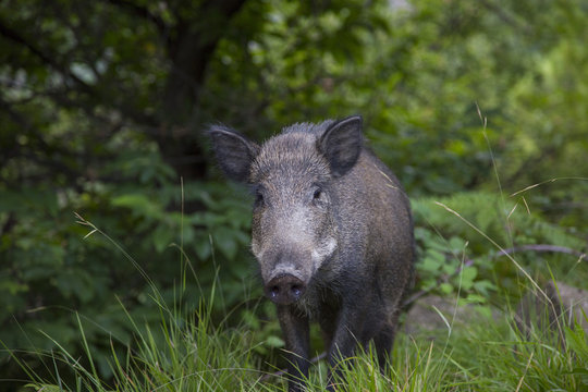 horizontal image of an adult wild boar looking towards the photographer