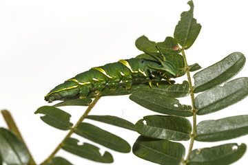 Caterpillar of common nawab butterfly ( Polyura athamas ) in 5th stage walking on host plant leaf