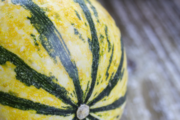 Striped Gourd Macro