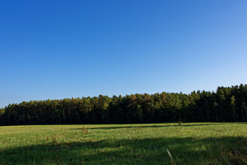 Fototapeta premium Sunny autumn forest