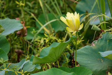 Lotus flower in marsh