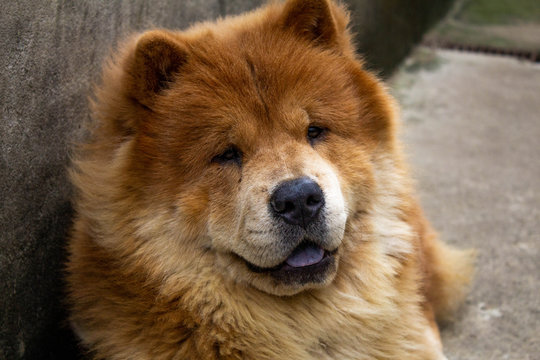peque urso