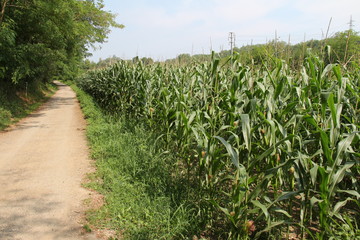Obraz premium Dirt road in the nature