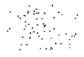 Obraz premium a flock of numerous black Starling birds flying in the distance on a white isolated background