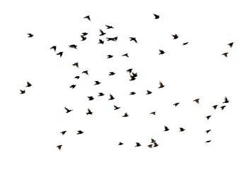 Papier peint photo Oiseaux a flock of numerous black Starling birds flying in the distance on a white isolated background  © nataba