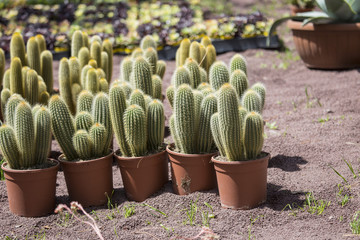 horizontal image of small cactuses in red plastic pots exposed in a park.