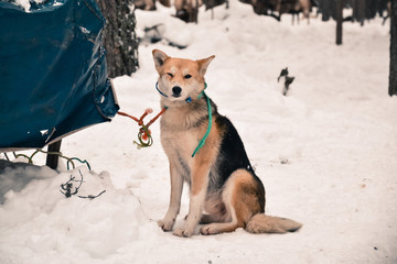 the guest of the reindeer herders