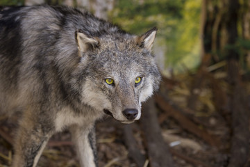 horizontal image with portrait and detail of a wolf.