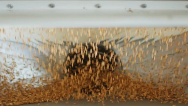 Cleaned wheat grains fall into the modern automated mill