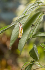 Pupa or chrysalis of yellow coster butterfly ( Acraea issoria ) resting on leaf