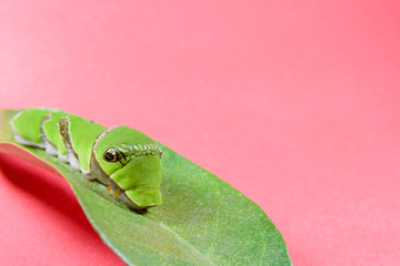 クロアゲハ五齢幼虫(合成向け素材)