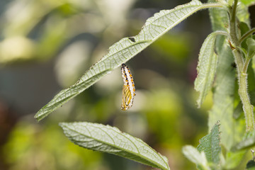 Pupa or chrysalis of yellow coster butterfly ( Acraea issoria ) resting on leaf