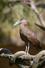 Hamerkop (Scopus umbretta) on branch tree