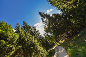 Waldweg im Fichtelgebirge Wald Freizeit Wandern