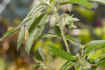 Pupa or chrysalis of yellow coster butterfly ( Acraea issoria ) resting on leaf