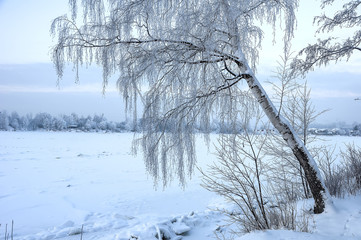 Snowy January morning in Nevsky forest Park.