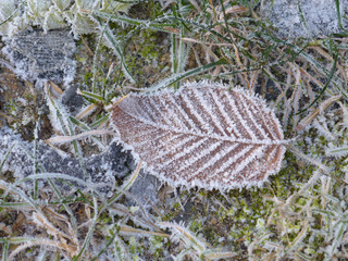 Von Frost überzogenes Buchenblatt