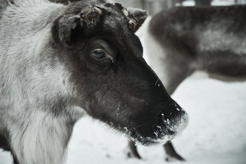 the guest of the reindeer herders