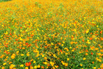 Obraz premium Panorama Road Cosmos